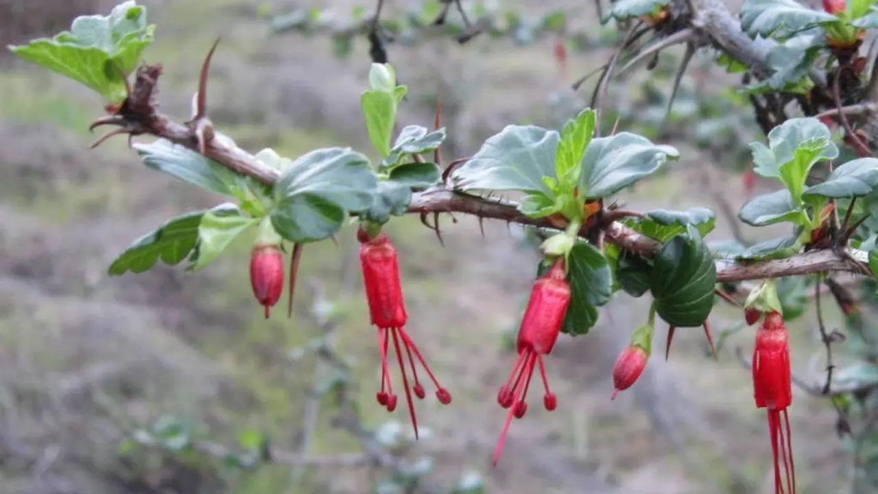 Fuchsia Flowering Gooseberry: A Colorful and Unique Addition to Your Garden
