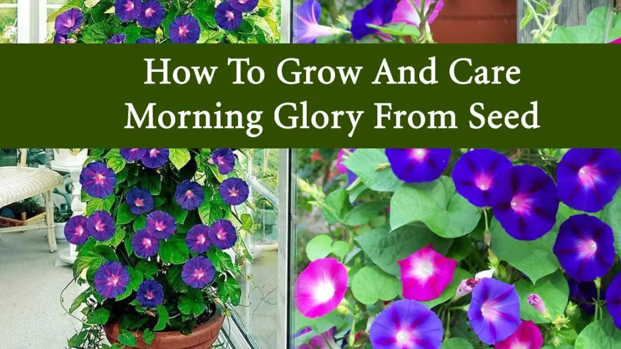 How to Grow Morning Glory