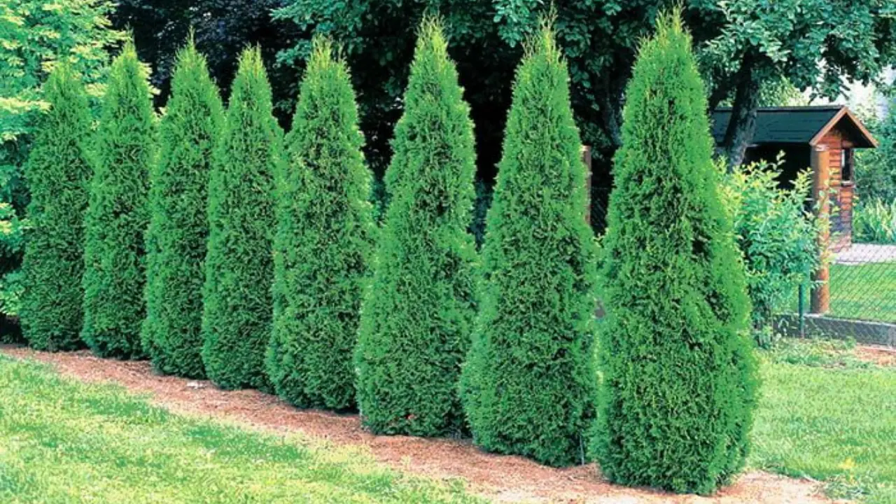 How to Plant and Grow Arborvitae