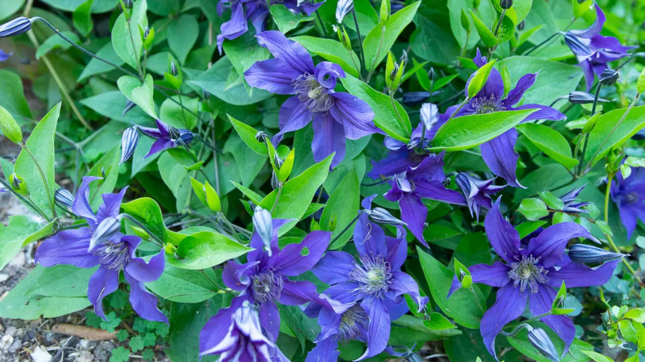 How to Plant and Grow Clematis