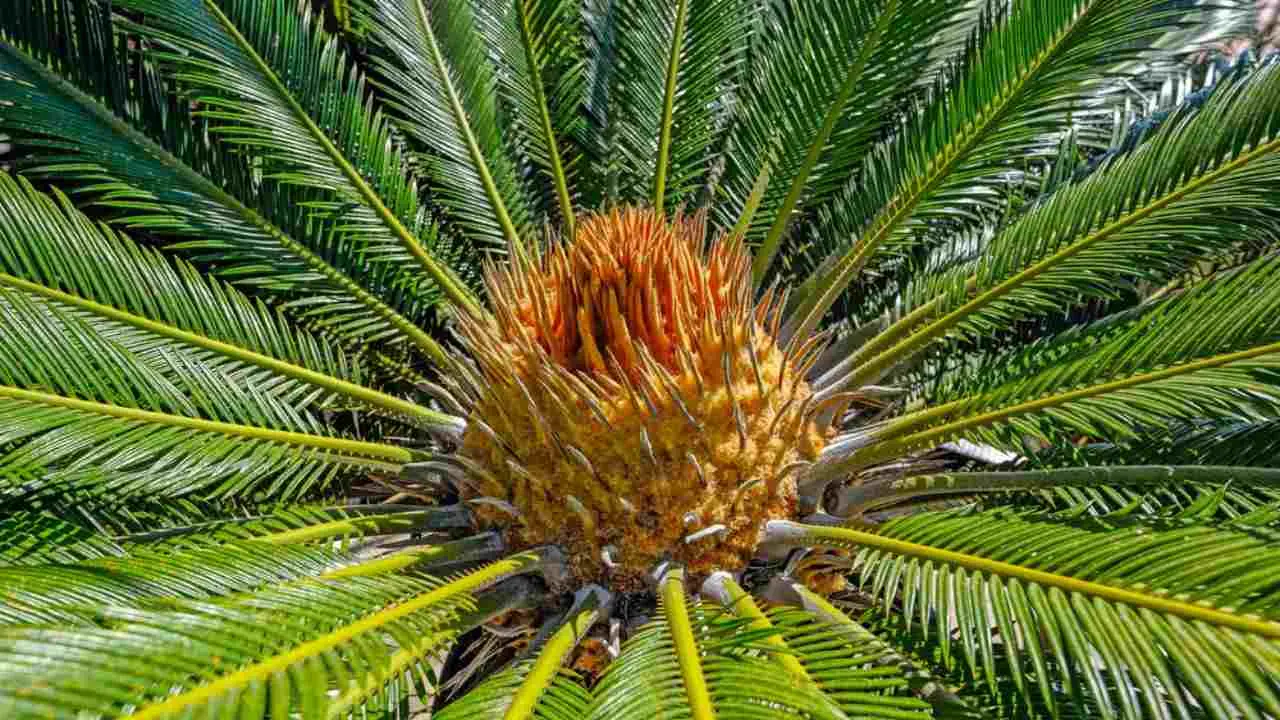 How to Plant and Grow Sago Palm