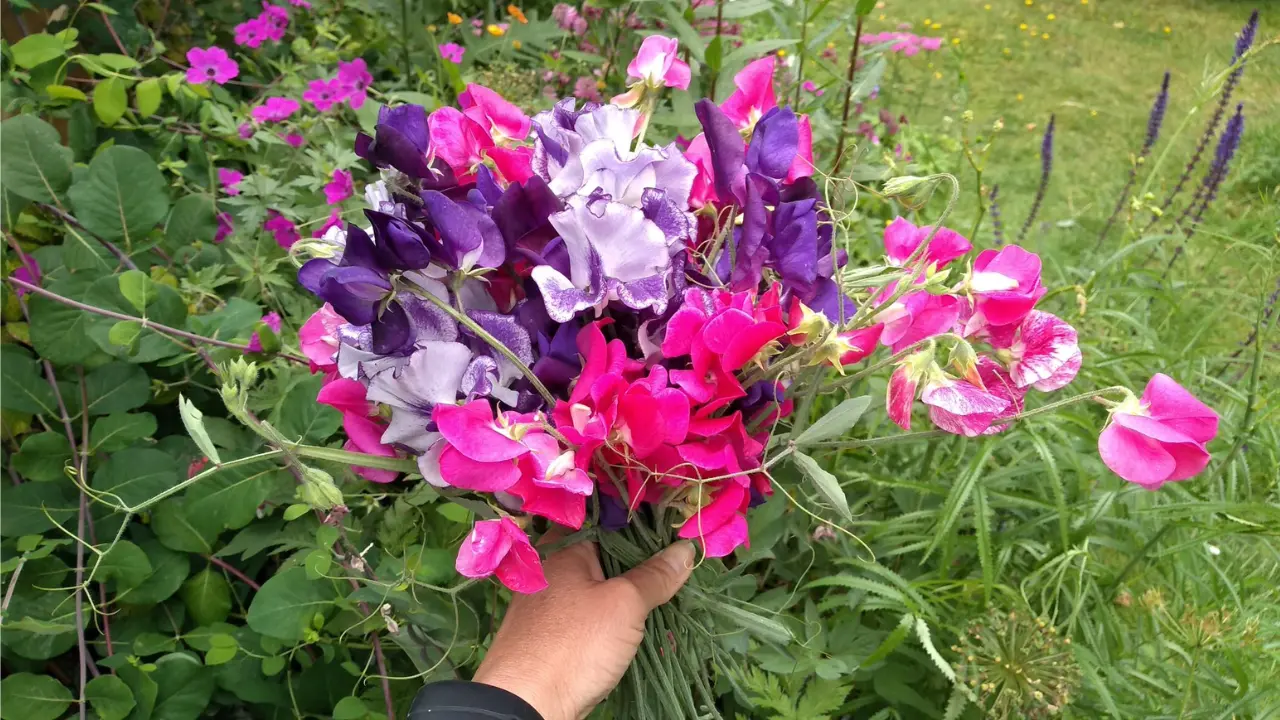 Sweet Pea: A Fragrant and Colorful Delight