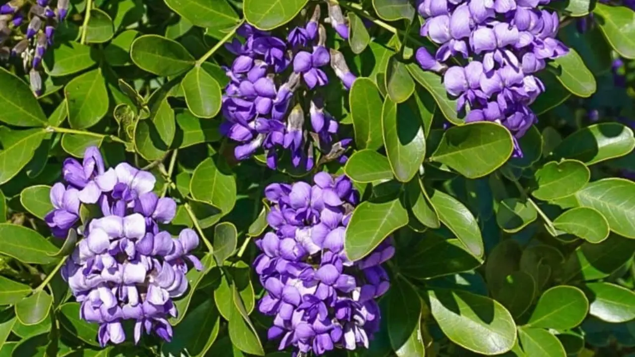 Texas Mountain Laurel: A Fragrant and Beautiful Native Plant